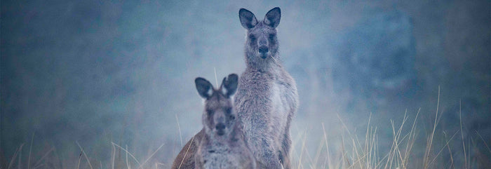 Two kangaroos. Photography by Eamon Waddington.
